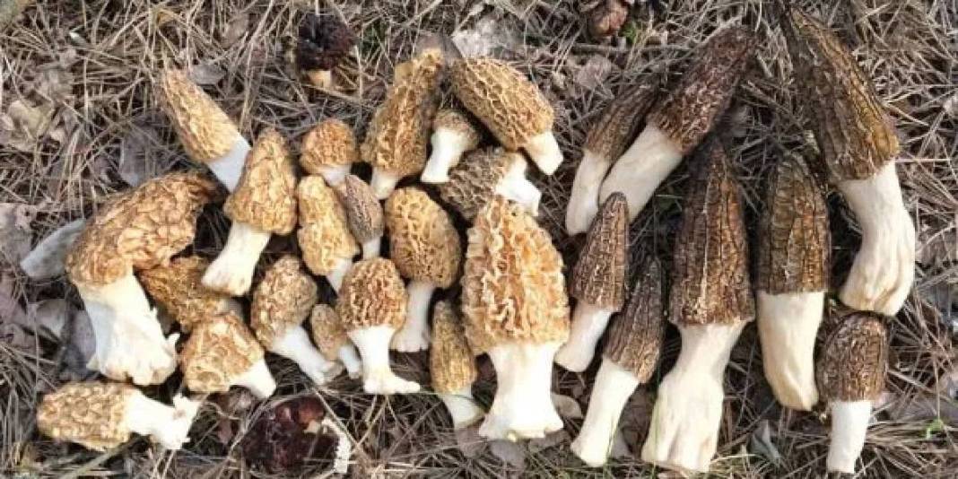 1600 metre rakıma kadar yetişebiliyor: Tek tek arayıp topluyor, hazine bulmuş gibi seviniyorlar 3